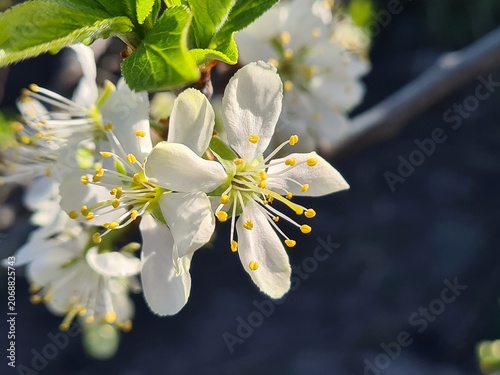 Delicate Cherry Blossom in Spring Bloom
