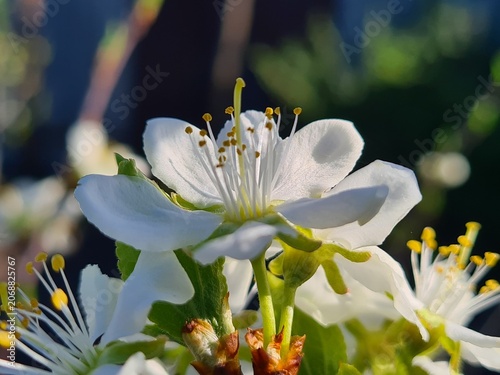 Delicate Cherry Blossom in Spring Bloom
