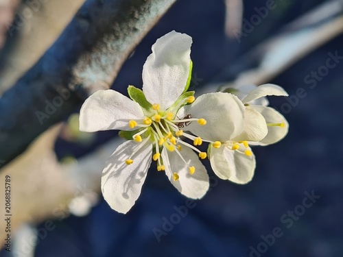 Delicate Cherry Blossom in Spring Bloom
