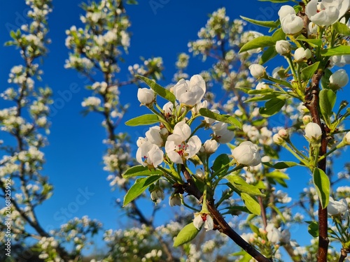 Delicate Cherry Blossom in Spring Bloom
