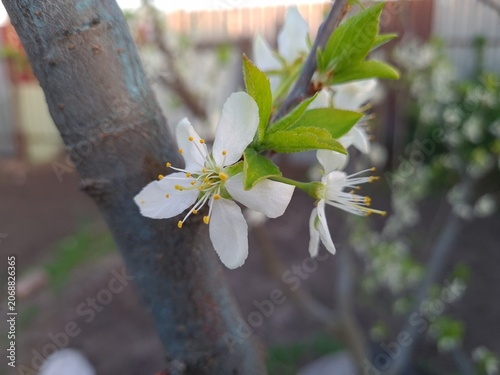 Delicate Cherry Blossom in Spring Bloom
