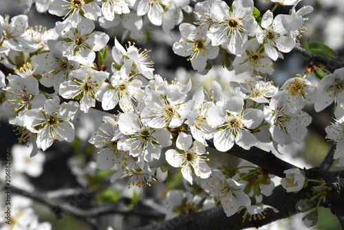 Delicate Cherry Blossom in Spring Bloom
