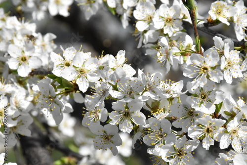 Delicate Cherry Blossom in Spring Bloom
