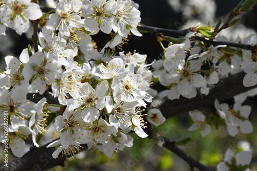 Delicate Cherry Blossom in Spring Bloom

