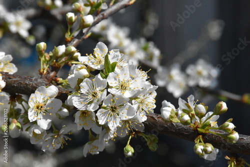 Delicate Cherry Blossom in Spring Bloom
