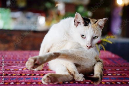 Cute cat resting and relaxing on table