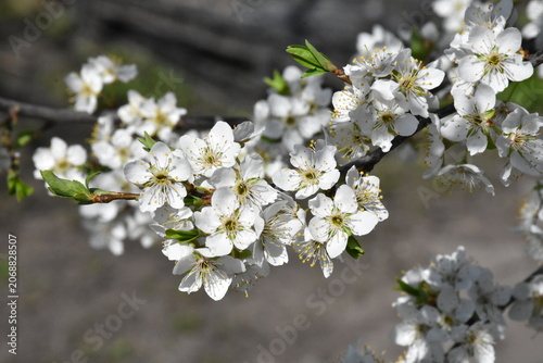 Delicate Cherry Blossom in Spring Bloom
