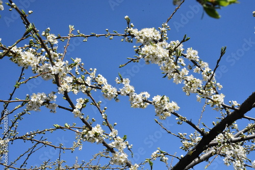 Delicate Cherry Blossom in Spring Bloom
