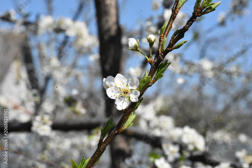 Delicate Cherry Blossom in Spring Bloom

