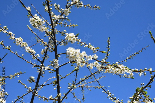 Delicate Cherry Blossom in Spring Bloom

