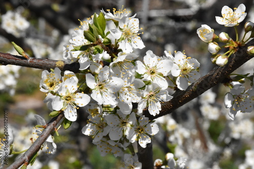 Delicate Cherry Blossom in Spring Bloom

