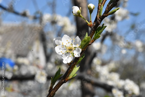 Delicate Cherry Blossom in Spring Bloom
