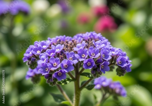 Fragrant Heliotrope Blooms - A Close-Up of Purple Flowers in the Garden.