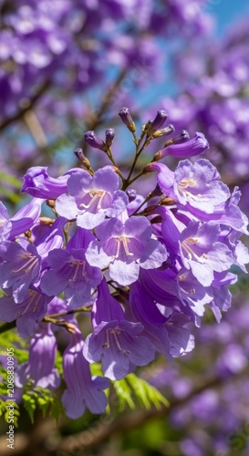 Jacaranda Tree in Full Bloom - A Stunning Display of Purple Flowers.