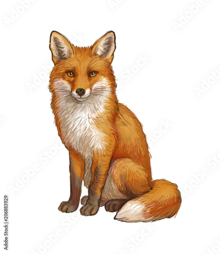red fox, Digital illustration, watercolor animal  