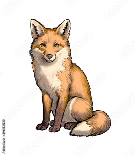 red fox, Digital illustration, watercolor animal  