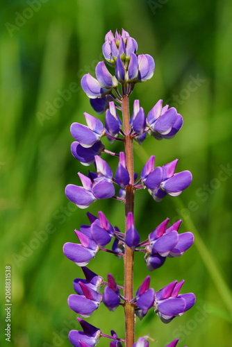 Foto Purple lupine flower blooming on a wild meadow against green background