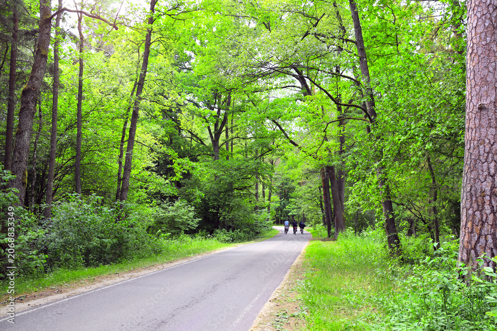 Obraz premium Picturesque landscape road in forest in sunny day. Tourists on bicycles in Belovezhskaya Pushcha Nature Reserve. Group of sportive man cycling in woodland of national park Bialowieza Forest, Europe