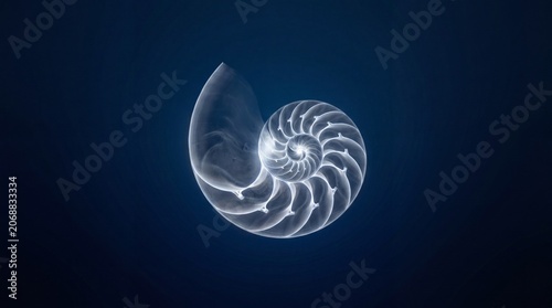 X-Ray Radiography Render of Ancient Nautical Nautilus Shell Against Deep Blue Backdrop
