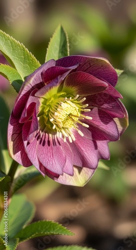 Captivating close-up of a Hellebore flower showcasing its intricate details and vibrant colors.
