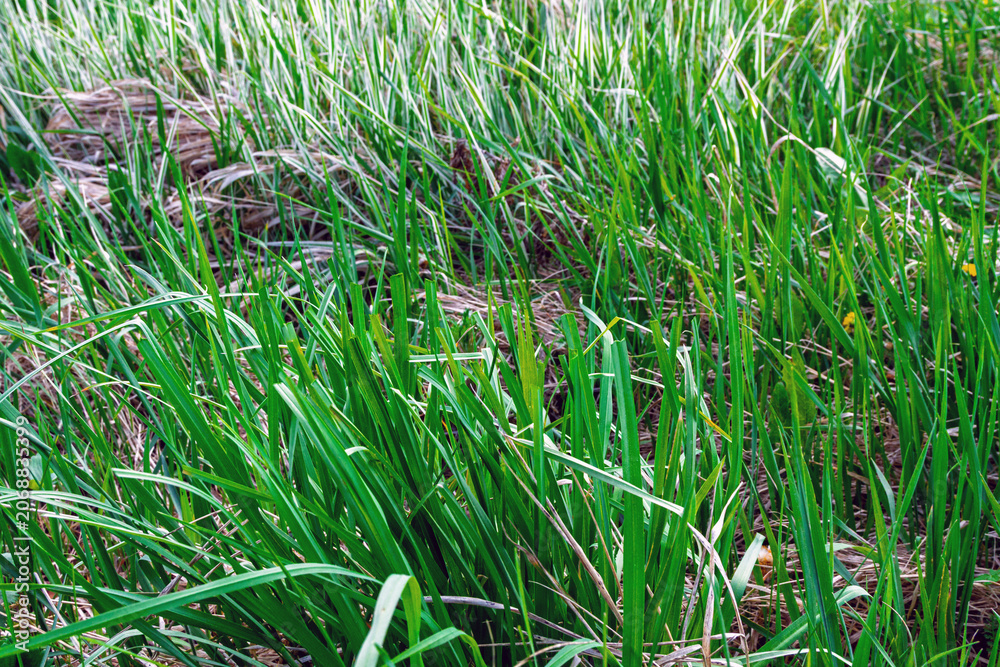 Obraz premium Mown green grass in a field. Freshly cut meadow after lawn mowing in spring. Close-up view of nature landscape texture for garden maintenance, agriculture, ecology, and land management