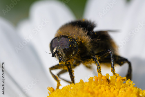 Hoverfly covered in pollen on daisy flower macro