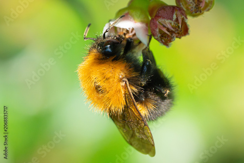 Tree bumblebee feeding on bell-shaped flower macro