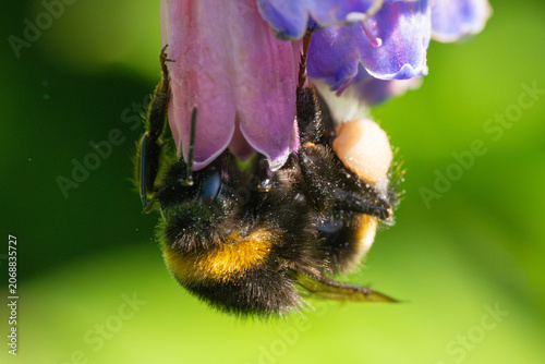 Bumblebee collecting pollen from purple comfrey flower