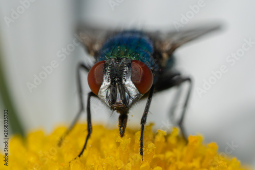 Metallic green bottle fly on daisy flower macro