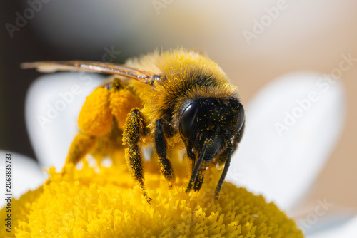 Pollen covered mining bee on daisy flower macro