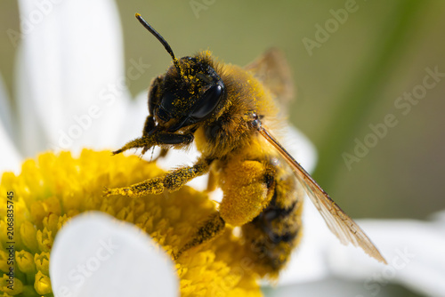 Pollen covered mining bee on daisy flower macro