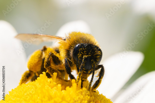 Pollen covered mining bee on daisy flower macro