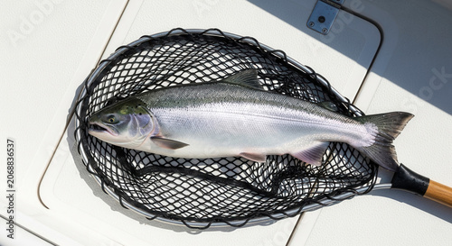 Silver salmon in net with fish resting on white boat deck, fishing catch and fresh seafood for gastronomy.