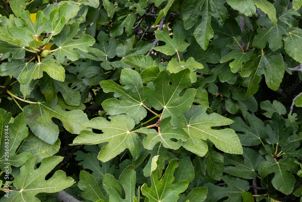 Fototapeta premium Fig tree leaves and green foliage seen from above showing lobed leaf shape and natural texture overhead
