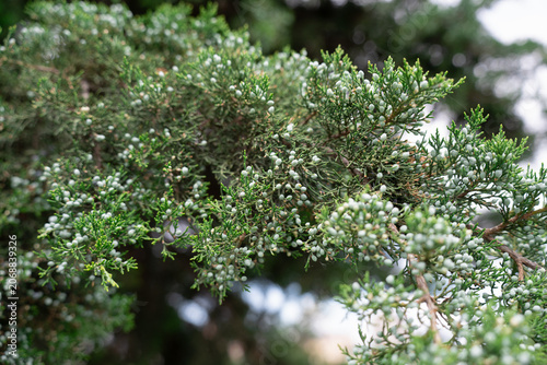 Botanical texture background of a fresh blooming juniperus sabina plant, landscaping concept.  Evergreen savina juniper conifer shrub with lots of small cones in a park.