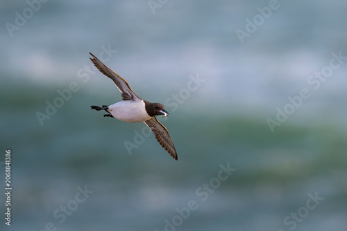 trottellumme Uria aalge guillemot