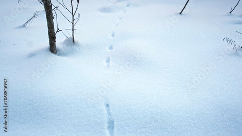 Photography Traces of fox, little beast in the snow