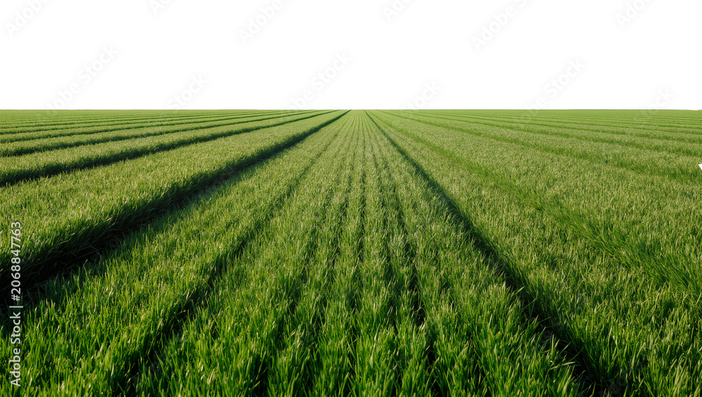 Fototapeta premium Green grass field with parallel rows and long shadows, isolated on transparent background
