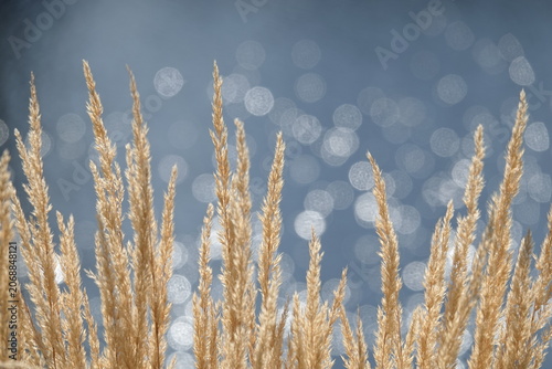 Plant - Calamagrostis acutiflora