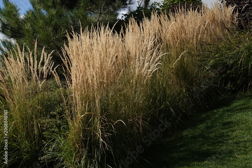 Plant - Calamagrostis acutiflora