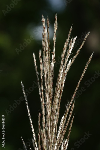 Miscanthus sinensis or Chinese Fan-flower