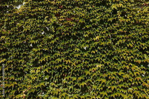 Parthenocissus quinquefolia