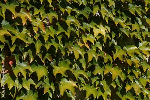 Parthenocissus quinquefolia