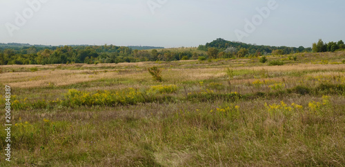 Summer field with grass and forest