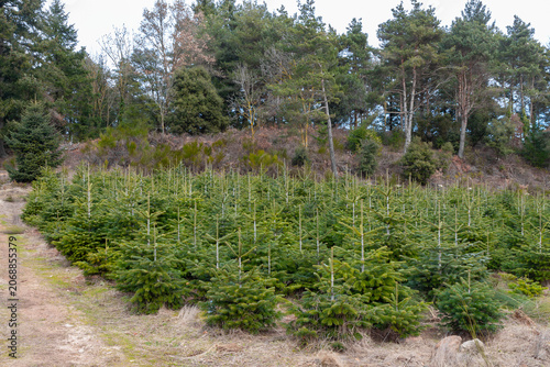 A plantation of medium-sized Christmas trees.