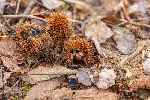 Chestnuts in their shells on the ground surrounded by dry brown leaves.