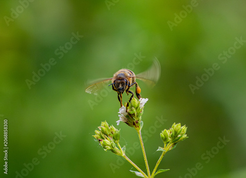 Fotografie A macro shot of a bee collecting nectar on bright yellow yarrow flowers