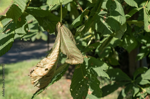 Drying chestnut leaf on tree showing disease and drought