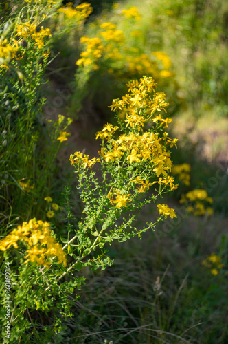 Foto Hypericum perforatum, known as st