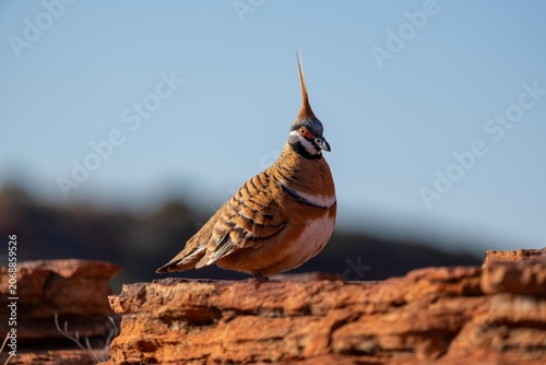 Canvas Print Spinifex Pigeon in Uluru, Central Australia